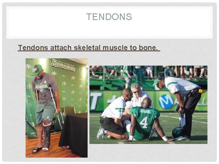 TENDONS Tendons attach skeletal muscle to bone. 