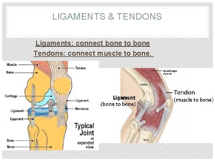 LIGAMENTS & TENDONS Ligaments: connect bone to bone Tendons: connect muscle to bone. 