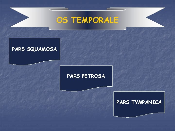 OS TEMPORALE PARS SQUAMOSA PARS PETROSA PARS TYMPANICA 