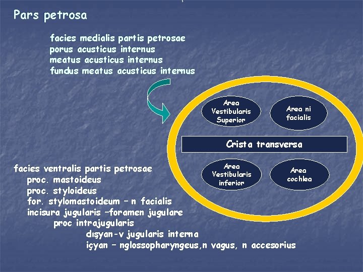 Pars petrosa facies medialis partis petrosae porus acusticus internus meatus acusticus internus fundus meatus