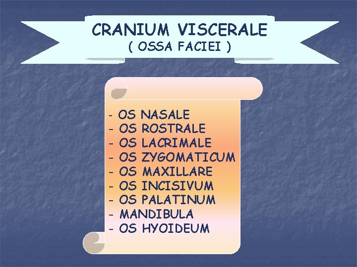 CRANIUM VISCERALE ( OSSA FACIEI ) - - OS NASALE OS ROSTRALE OS LACRIMALE