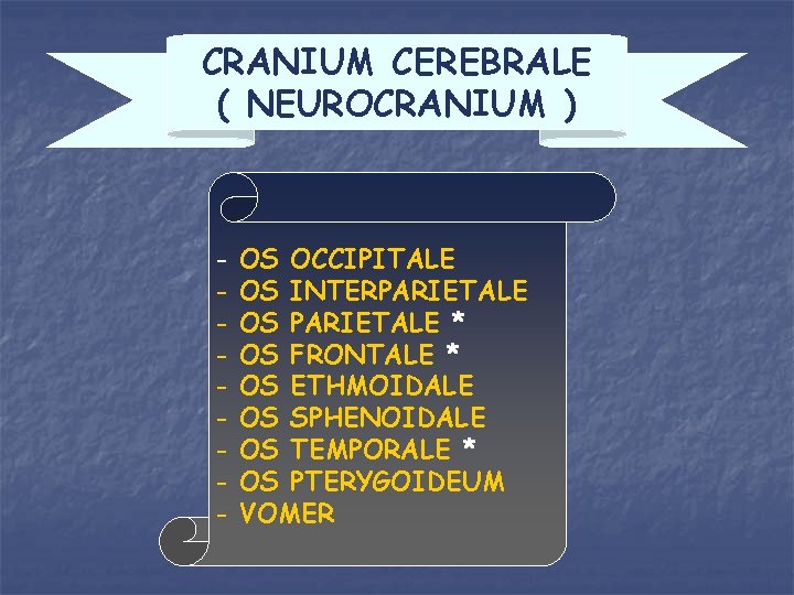CRANIUM CEREBRALE ( NEUROCRANIUM ) - OS OCCIPITALE OS INTERPARIETALE OS PARIETALE * OS