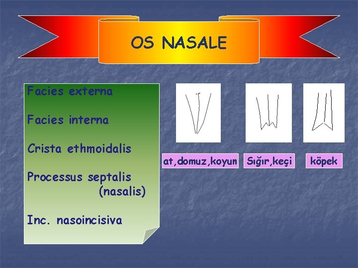 OS NASALE Facies externa Facies interna Crista ethmoidalis Processus septalis (nasalis) Inc. nasoincisiva at,