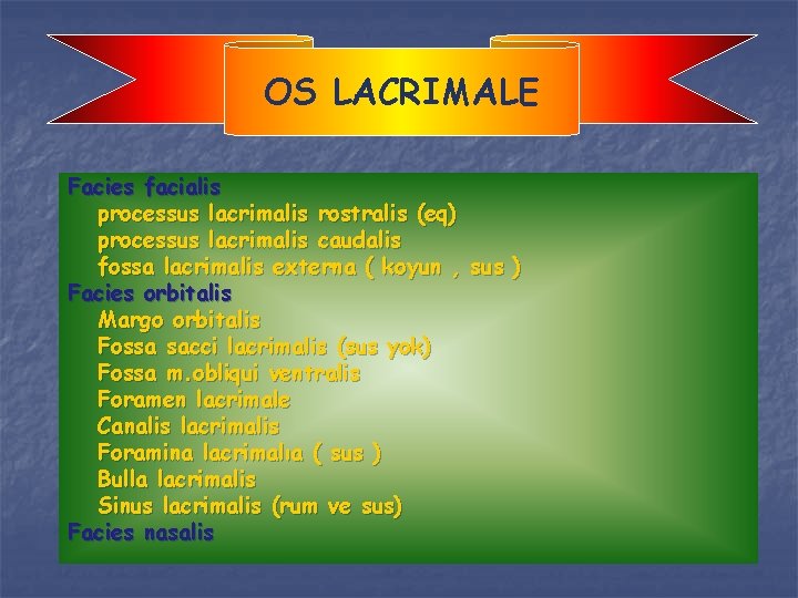 OS LACRIMALE Facies facialis processus lacrimalis rostralis (eq) processus lacrimalis caudalis fossa lacrimalis externa