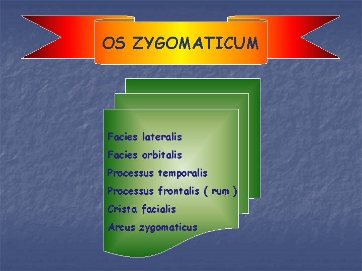OS ZYGOMATICUM Facies lateralis Facies orbitalis Processus temporalis Processus frontalis ( rum ) Crista