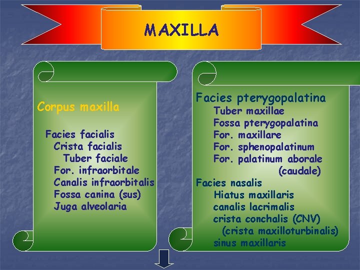 MAXILLA Corpus maxilla Facies facialis Crista facialis Tuber faciale For. infraorbitale Canalis infraorbitalis Fossa