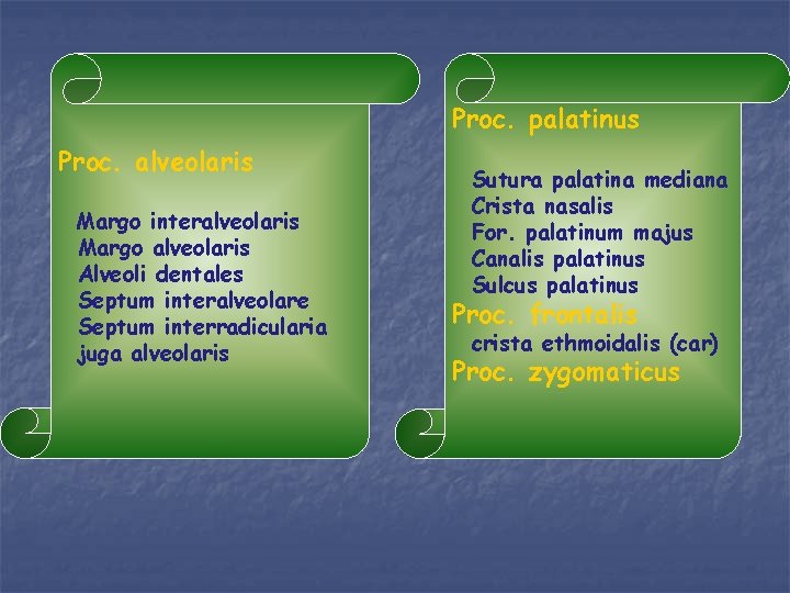 Proc. palatinus Proc. alveolaris Margo interalveolaris Margo alveolaris Alveoli dentales Septum interalveolare Septum interradicularia