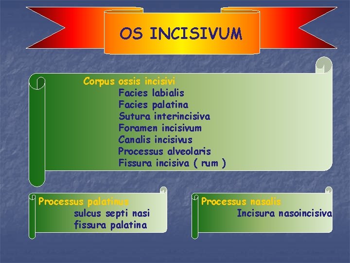 OS INCISIVUM Corpus ossis incisivi Facies labialis Facies palatina Sutura interincisiva Foramen incisivum Canalis