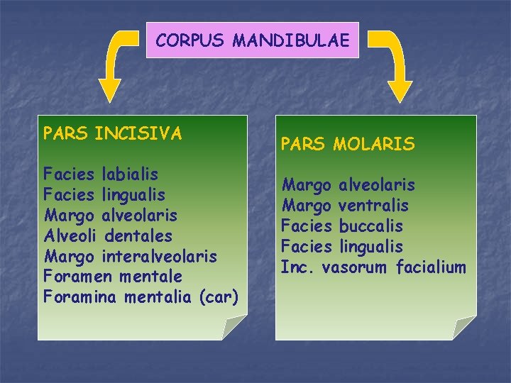 CORPUS MANDIBULAE PARS INCISIVA Facies labialis Facies lingualis Margo alveolaris Alveoli dentales Margo interalveolaris
