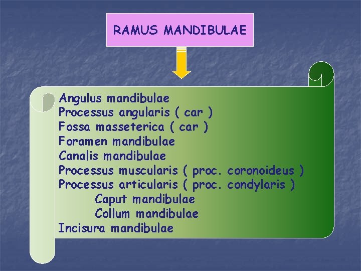RAMUS MANDIBULAE Angulus mandibulae Processus angularis ( car ) Fossa masseterica ( car )