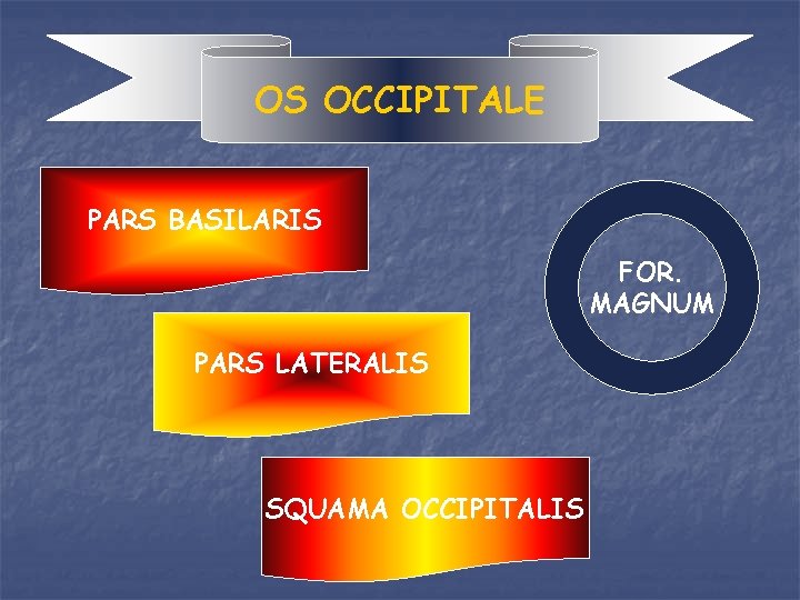 OS OCCIPITALE PARS BASILARIS FOR. MAGNUM PARS LATERALIS SQUAMA OCCIPITALIS 