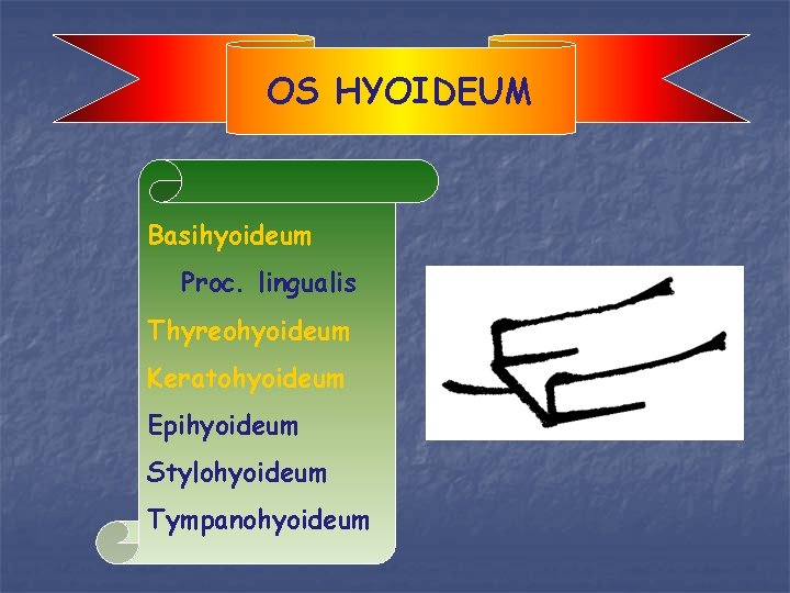 OS HYOIDEUM Basihyoideum Proc. lingualis Thyreohyoideum Keratohyoideum Epihyoideum Stylohyoideum Tympanohyoideum 