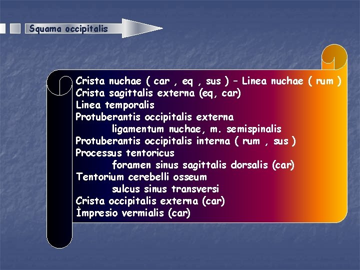 Squama occipitalis Crista nuchae ( car , eq , sus ) – Linea nuchae