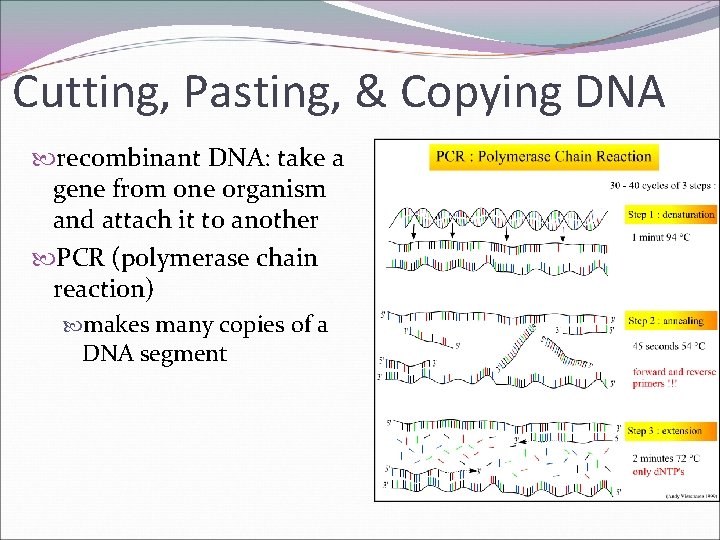 Cutting, Pasting, & Copying DNA recombinant DNA: take a gene from one organism and