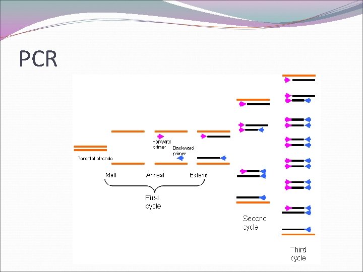 PCR 