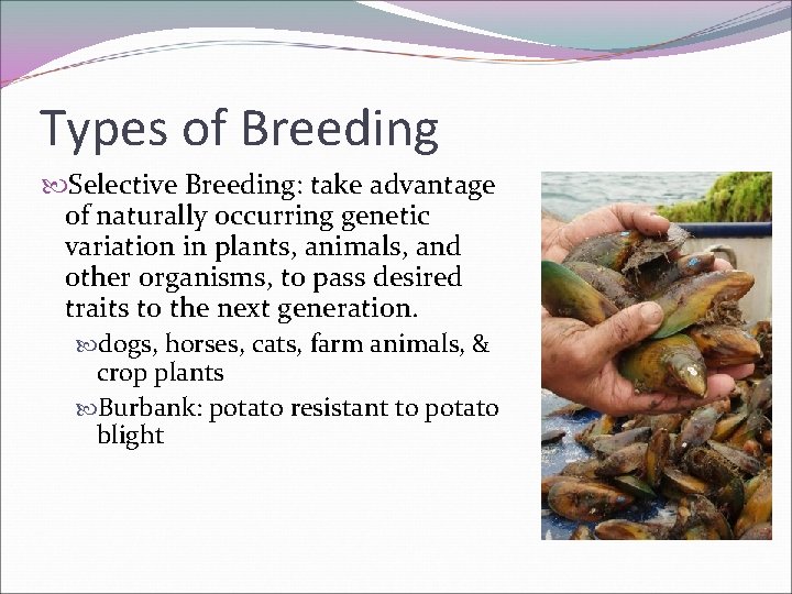 Types of Breeding Selective Breeding: take advantage of naturally occurring genetic variation in plants,