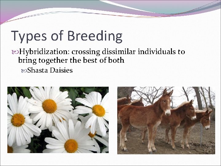 Types of Breeding Hybridization: crossing dissimilar individuals to bring together the best of both