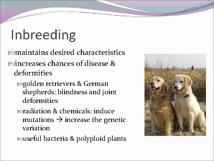 Inbreeding maintains desired characteristics increases chances of disease & deformities golden retrievers & German