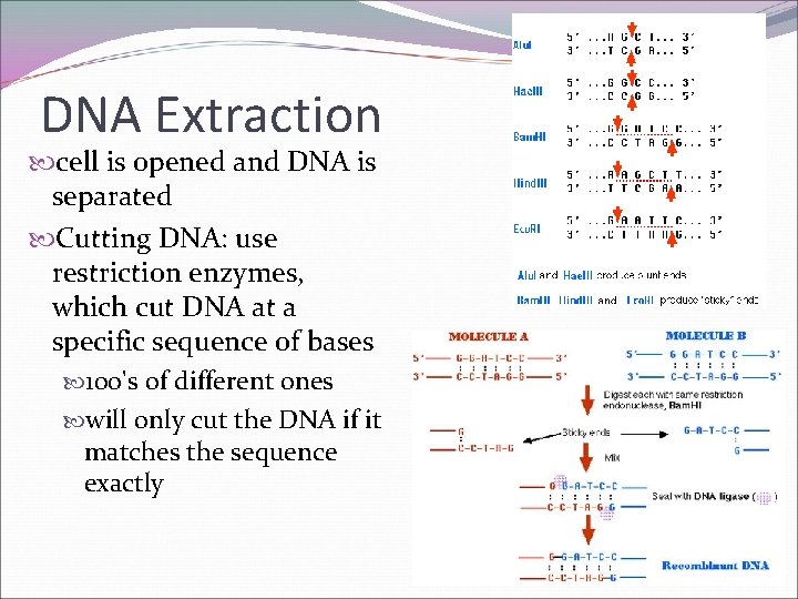 DNA Extraction cell is opened and DNA is separated Cutting DNA: use restriction enzymes,