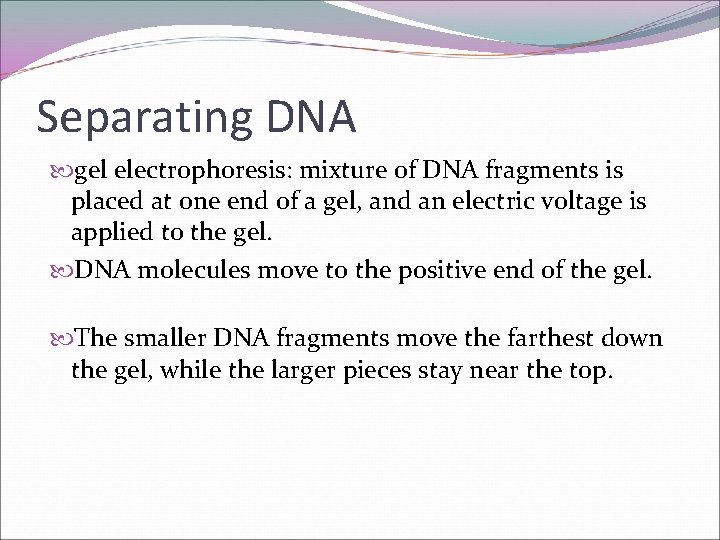 Separating DNA gel electrophoresis: mixture of DNA fragments is placed at one end of