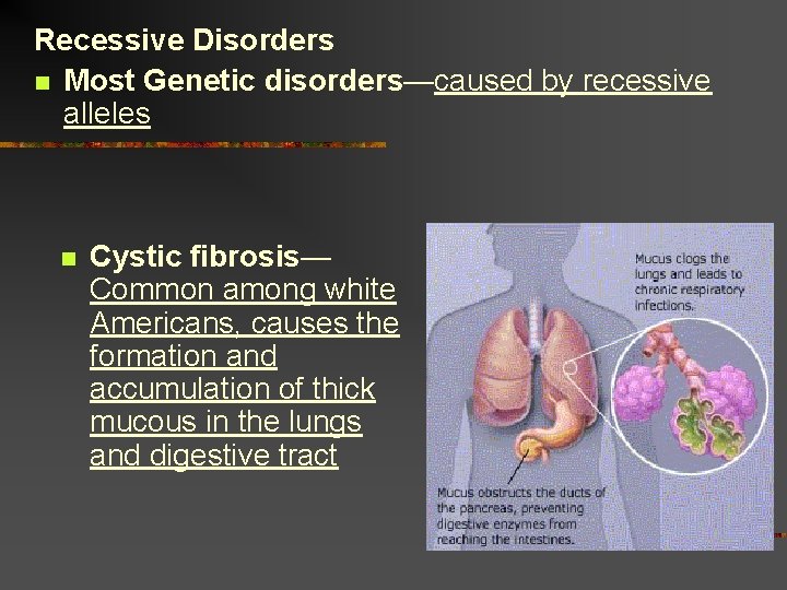 Recessive Disorders n Most Genetic disorders—caused by recessive alleles n Cystic fibrosis— Common among