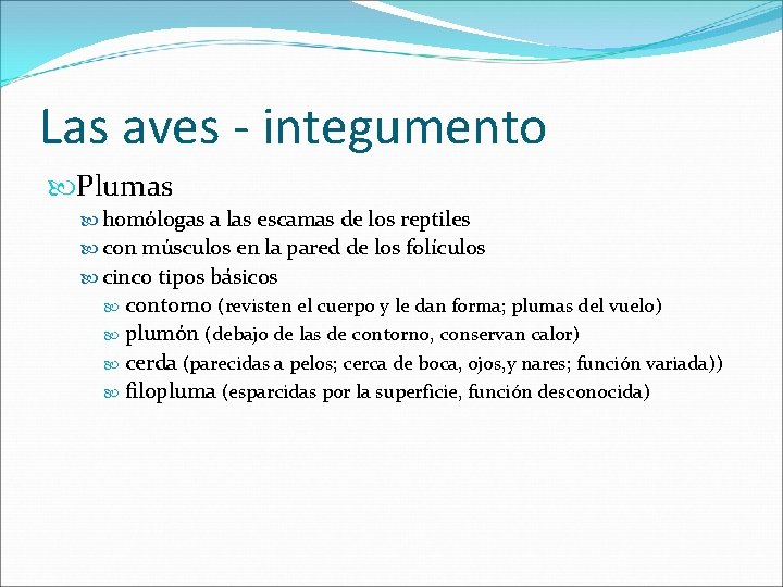 Las aves - integumento Plumas homólogas a las escamas de los reptiles con músculos