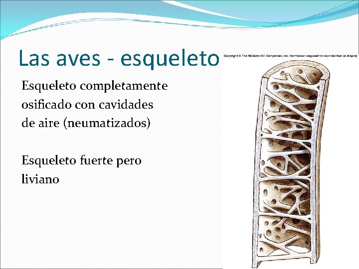 Las aves - esqueleto Esqueleto completamente osificado con cavidades de aire (neumatizados) Esqueleto fuerte