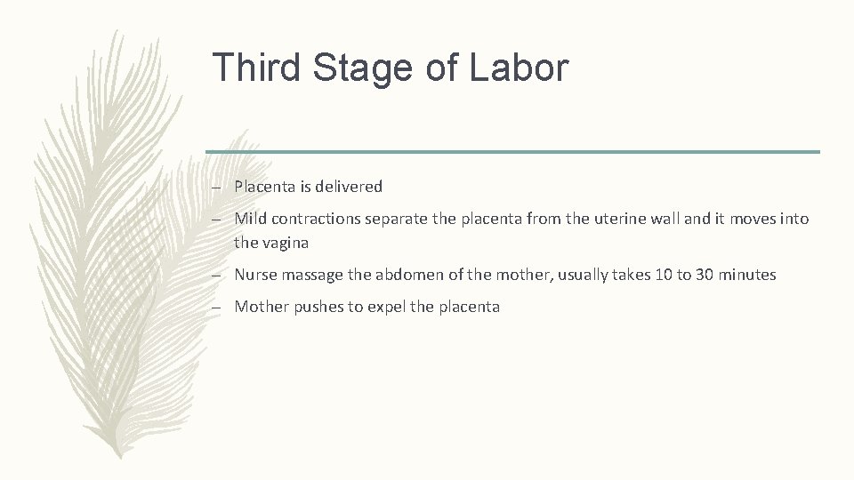 Third Stage of Labor – Placenta is delivered – Mild contractions separate the placenta