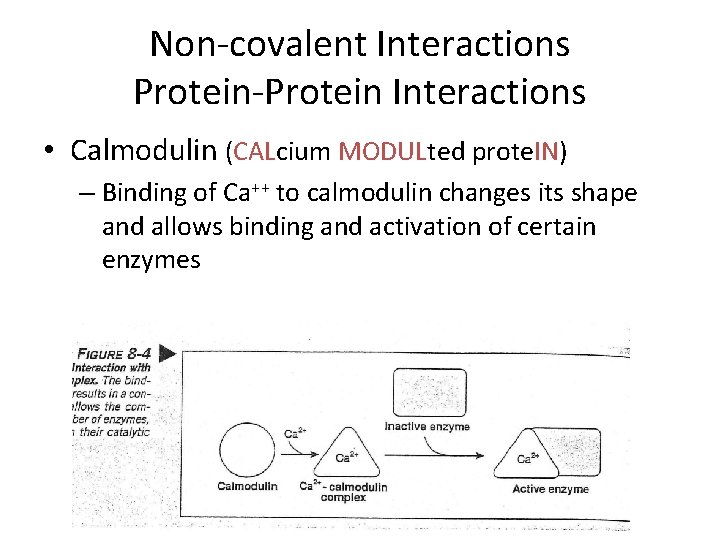 Non-covalent Interactions Protein-Protein Interactions • Calmodulin (CALcium MODULted prote. IN) – Binding of Ca++