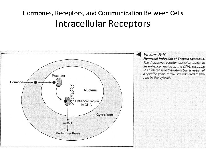 Hormones, Receptors, and Communication Between Cells Intracellular Receptors 