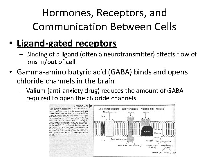 Hormones, Receptors, and Communication Between Cells • Ligand-gated receptors – Binding of a ligand