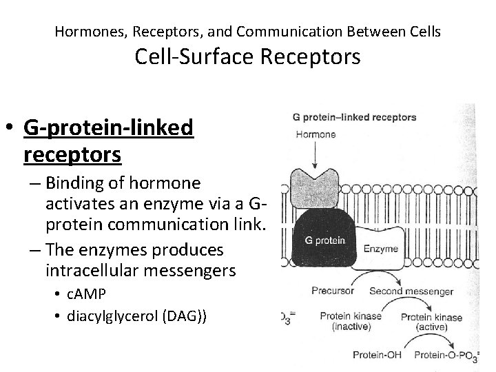Hormones, Receptors, and Communication Between Cells Cell-Surface Receptors • G-protein-linked receptors – Binding of