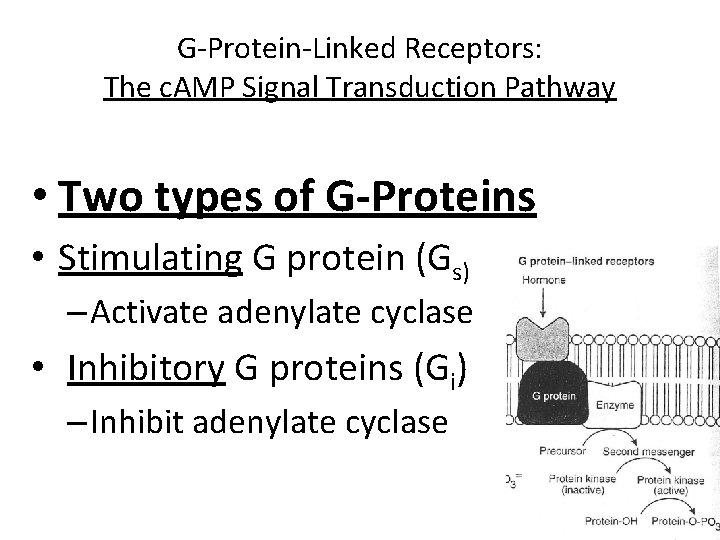 G-Protein-Linked Receptors: The c. AMP Signal Transduction Pathway • Two types of G-Proteins •