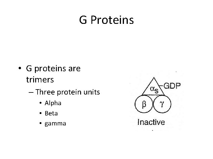 G Proteins • G proteins are trimers – Three protein units • Alpha •