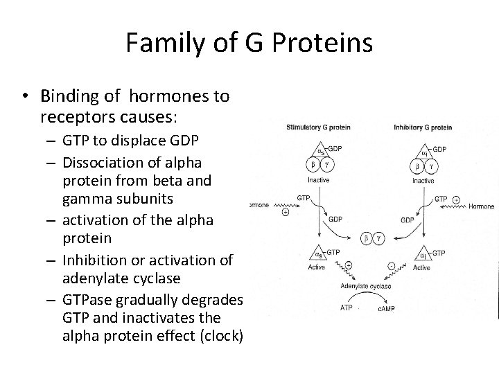 Family of G Proteins • Binding of hormones to receptors causes: – GTP to