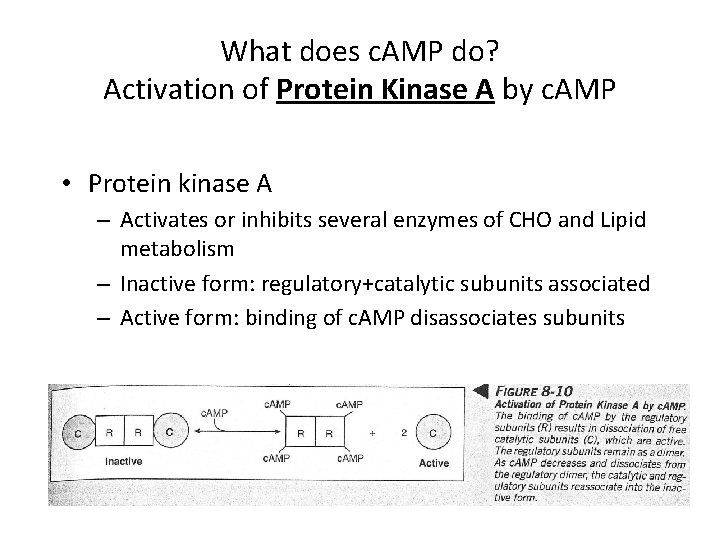 What does c. AMP do? Activation of Protein Kinase A by c. AMP •