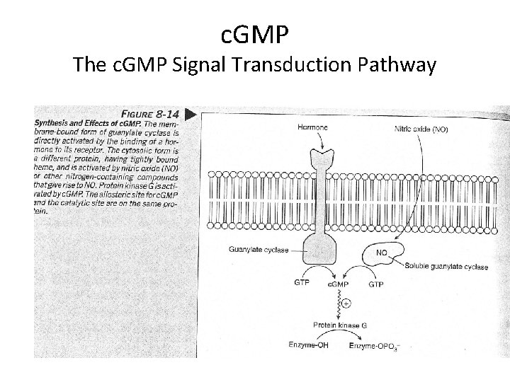 c. GMP The c. GMP Signal Transduction Pathway 