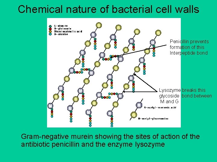Chemical nature of bacterial cell walls Penicillin prevents formation of this Interpeptide bond Lysozyme