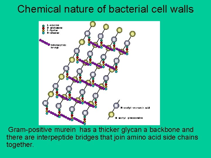 Chemical nature of bacterial cell walls Gram-positive murein has a thicker glycan a backbone