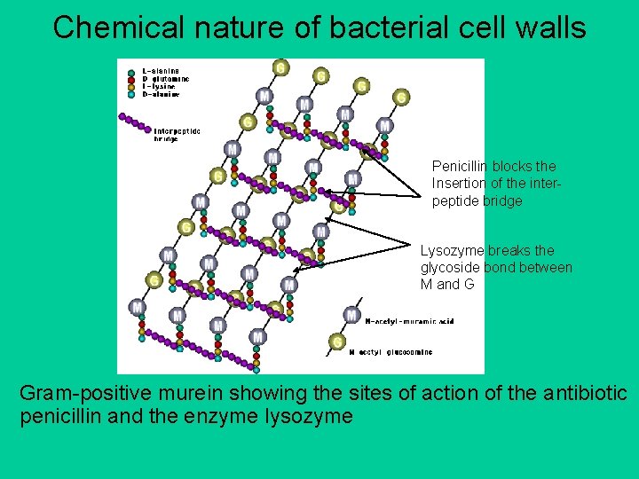 Chemical nature of bacterial cell walls Penicillin blocks the Insertion of the interpeptide bridge
