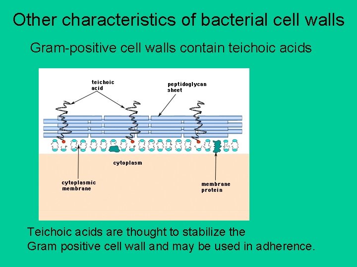 Other characteristics of bacterial cell walls Gram-positive cell walls contain teichoic acids Teichoic acids