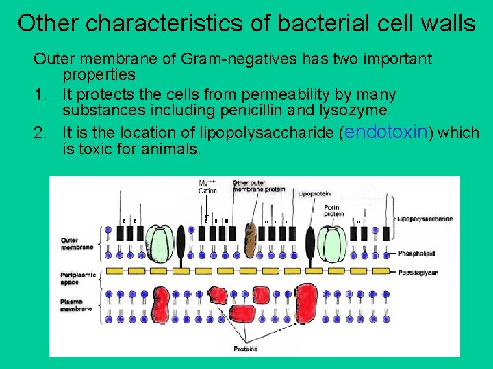 Other characteristics of bacterial cell walls Outer membrane of Gram-negatives has two important properties