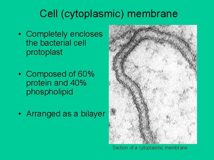 Cell (cytoplasmic) membrane • Completely encloses the bacterial cell protoplast • Composed of 60%