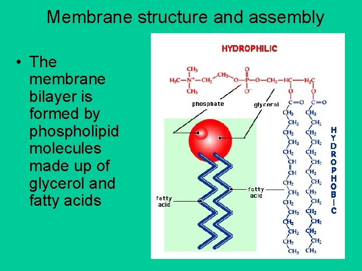 Membrane structure and assembly • The membrane bilayer is formed by phospholipid molecules made