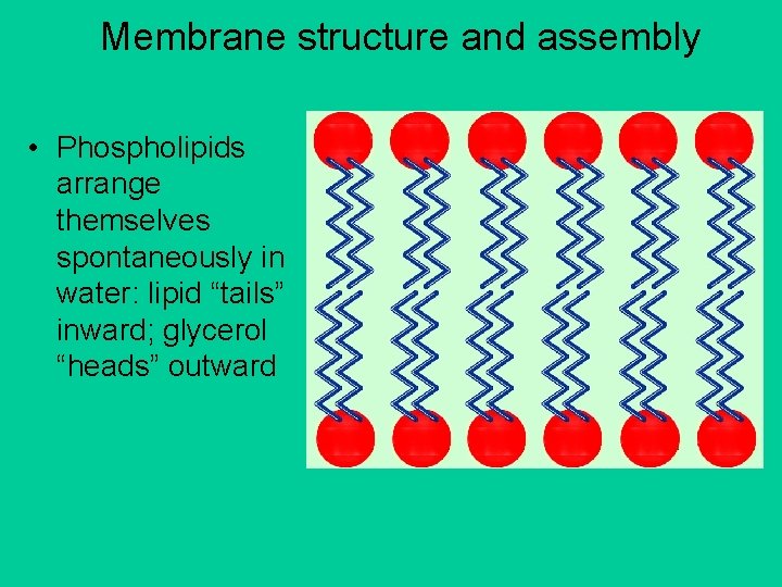 Membrane structure and assembly • Phospholipids arrange themselves spontaneously in water: lipid “tails” inward;