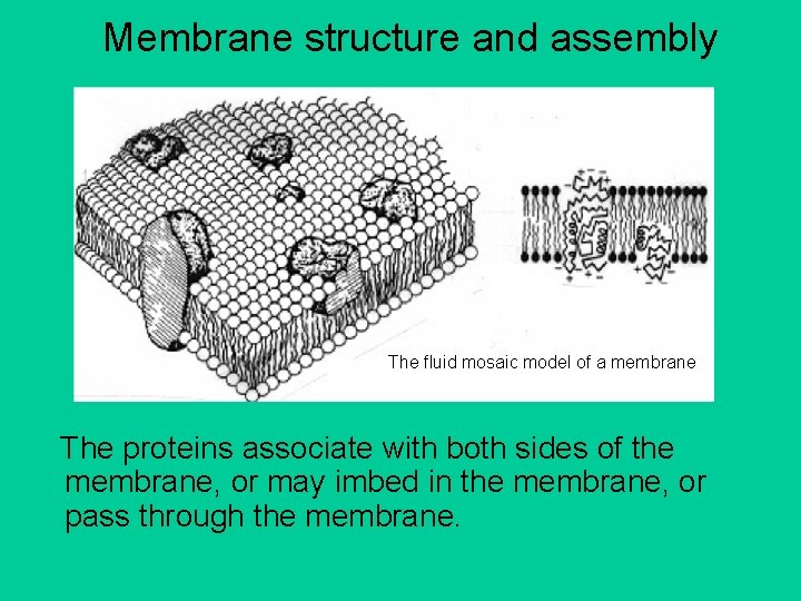 Membrane structure and assembly The fluid mosaic model of a membrane The proteins associate
