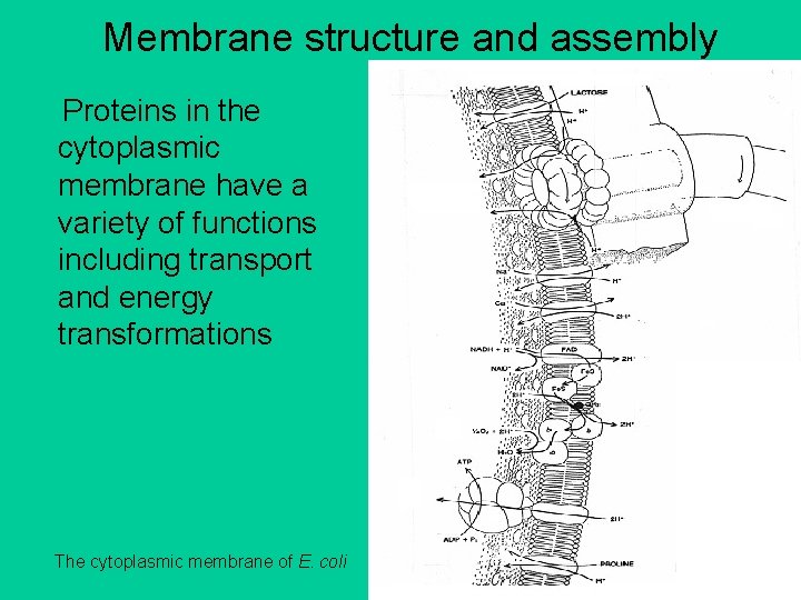 Membrane structure and assembly Proteins in the cytoplasmic membrane have a variety of functions