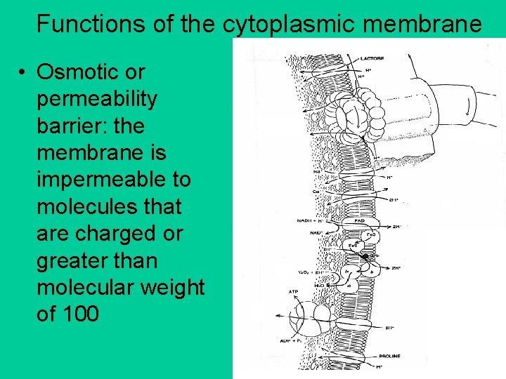 Functions of the cytoplasmic membrane • Osmotic or permeability barrier: the membrane is impermeable