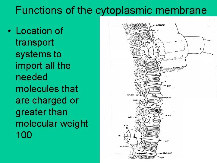 Functions of the cytoplasmic membrane • Location of transport systems to import all the