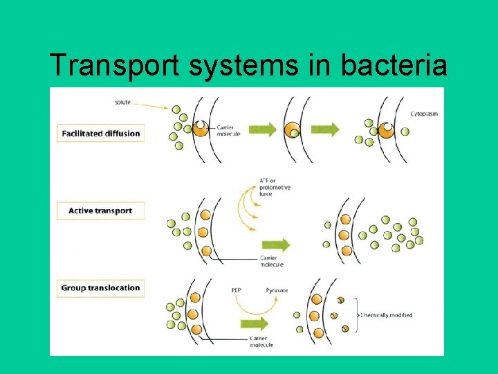 Transport systems in bacteria 